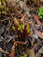 Crassula sieberiana