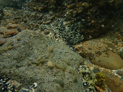 Spirobranchus cariniferus