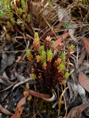 Crassula sieberiana