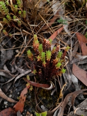 Crassula sieberiana