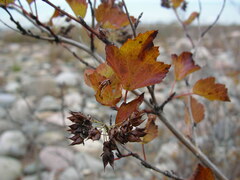 Physocarpus