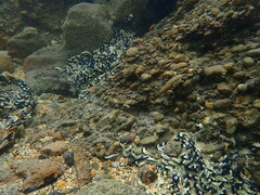 Spirobranchus cariniferus