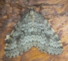 Operophtera occidentalis