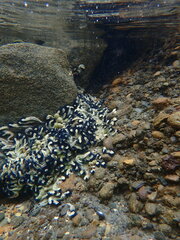 Spirobranchus cariniferus