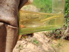 Rasbora vulgaris