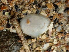 Macomona liliana