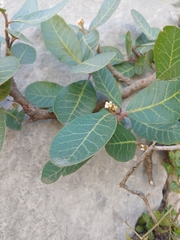 Rhus muelleri