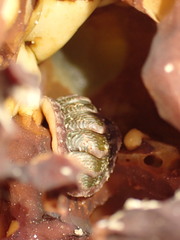 Onithochiton neglectus