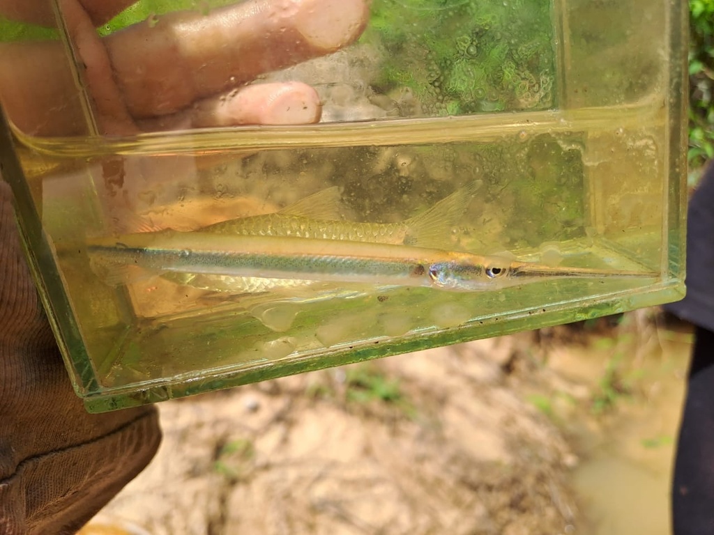 Asian freshwater needlefish (Xenentodon canciloides) — Belonidae