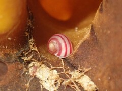 Cantharidus antipodum