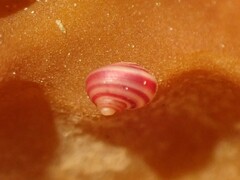 Cantharidus antipodum