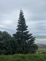Araucaria heterophylla