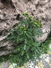 Senecio vulgaris