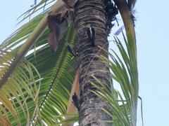 Melanerpes chrysauchen