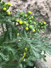 Senecio vulgaris