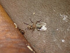Coelopidae