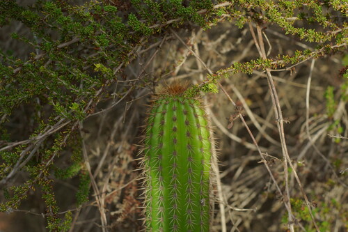 Soehrensia spachiana