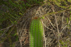 Trichocereus spachianus