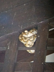 Malayopython reticulatus
