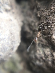 Dorymyrmex