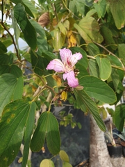 Bauhinia variegata