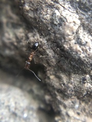 Dorymyrmex