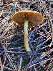 Cortinarius croceus