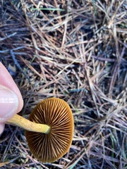 Cortinarius croceus