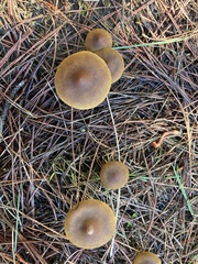Cortinarius croceus