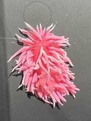 Okenia rosacea