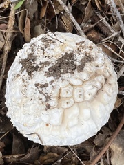 Amanita magniverrucata