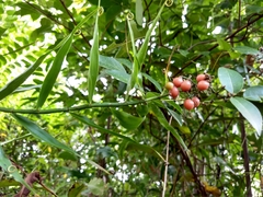Flagellaria indica