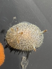 Acanthodoris rhodoceras