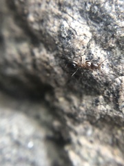 Dorymyrmex