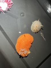 Acanthodoris lutea