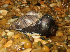 Buccinulum littorinoides