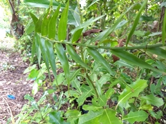 Flagellaria indica