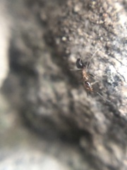 Dorymyrmex