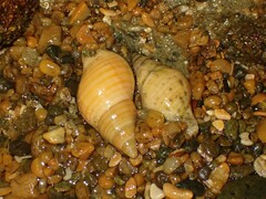 Buccinulum littorinoides