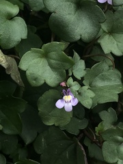 Cymbalaria muralis muralis