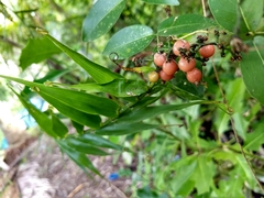 Flagellaria indica