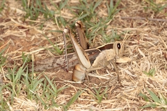 Acanthacris ruficornis