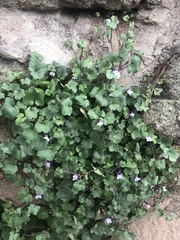 Cymbalaria muralis muralis