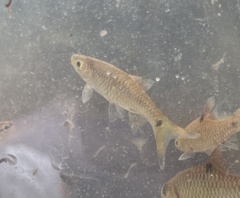 Rasbora vulgaris