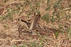 Acanthacris ruficornis