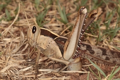 Acanthacris ruficornis