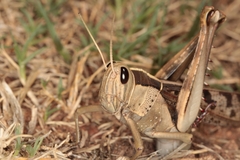 Acanthacris ruficornis