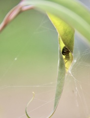 Phonognatha graeffei
