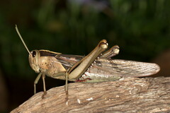 Acanthacris ruficornis