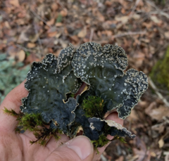 Lobaria hallii
